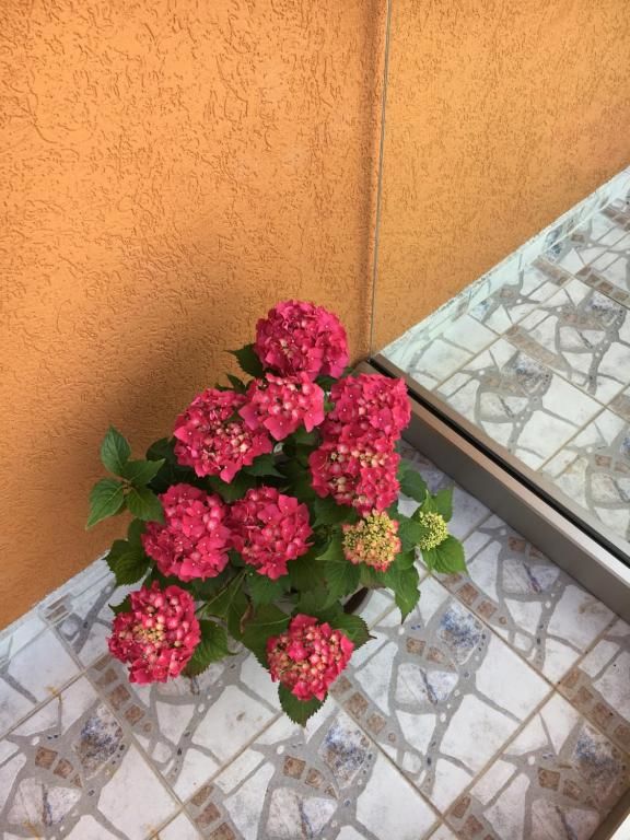 Апартаменты Apartments Kapisoda Цетине-89