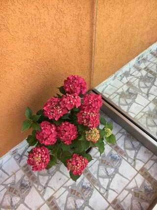 Апартаменты Apartments Kapisoda Цетине Апартаменты-57