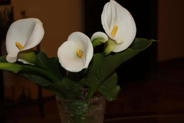 Апартаменты Apartments Kapisoda Цетине-36